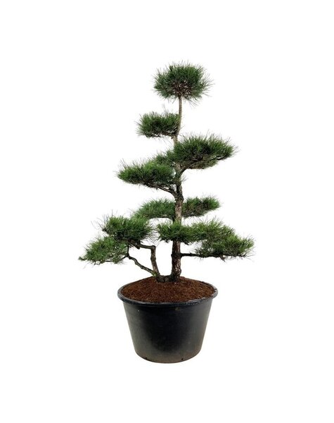 Pinus