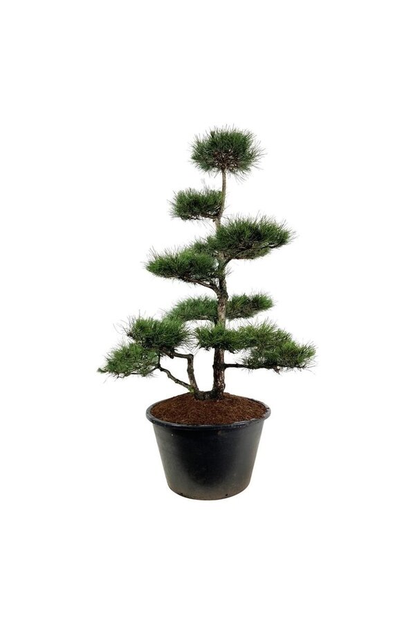 Sosna Pinus nigra nigra