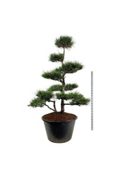 Sosna Pinus nigra nigra