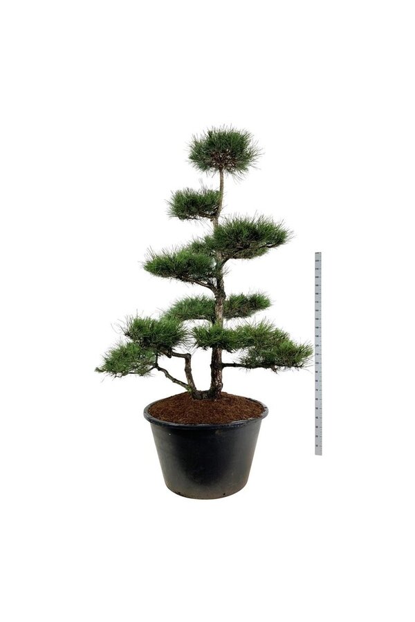 Sosna Pinus nigra nigra