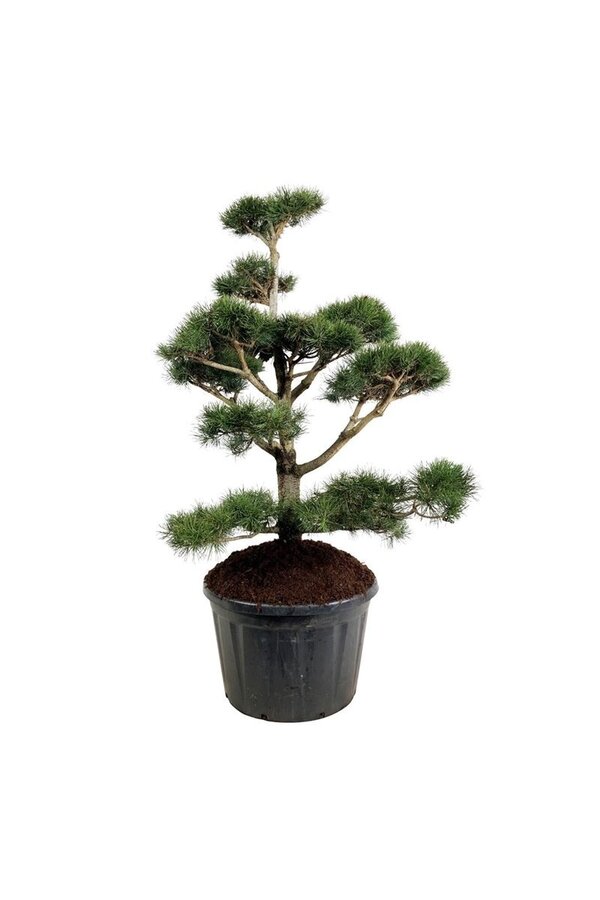 Sosna Pinus contorta