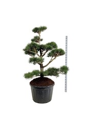 Sosna Pinus contorta