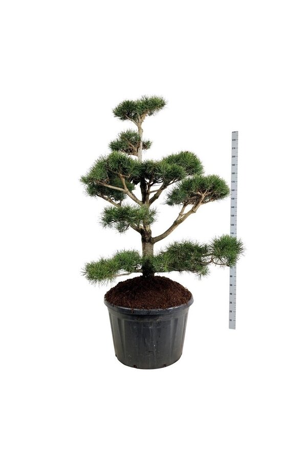 Sosna Pinus contorta