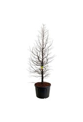 Metasequoia Amber Glow PBR