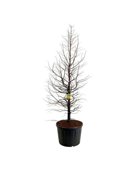 Metasequoia