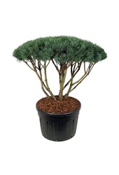 Sosna Pinus Watereri