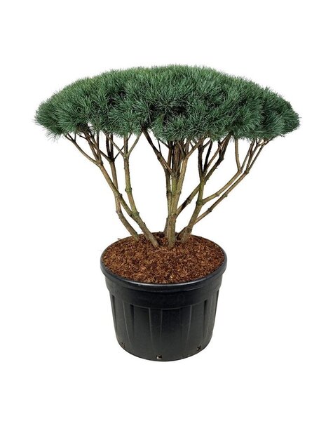 Pinus