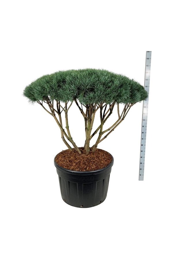 Sosna Pinus Watereri