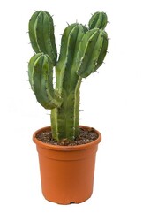 Wilczomlecz Myrtillocactus