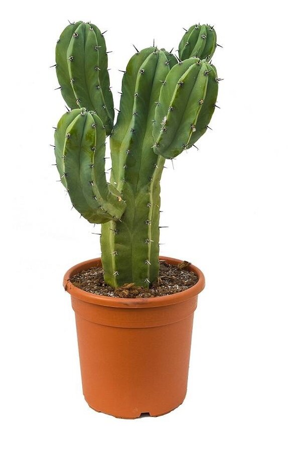 Wilczomlecz Myrtillocactus