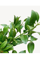 Drzewko cytrynowe w terakocie