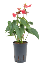 Hydroplant Anthurium Dark Red