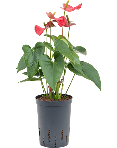 Hydroplant Anthurium
