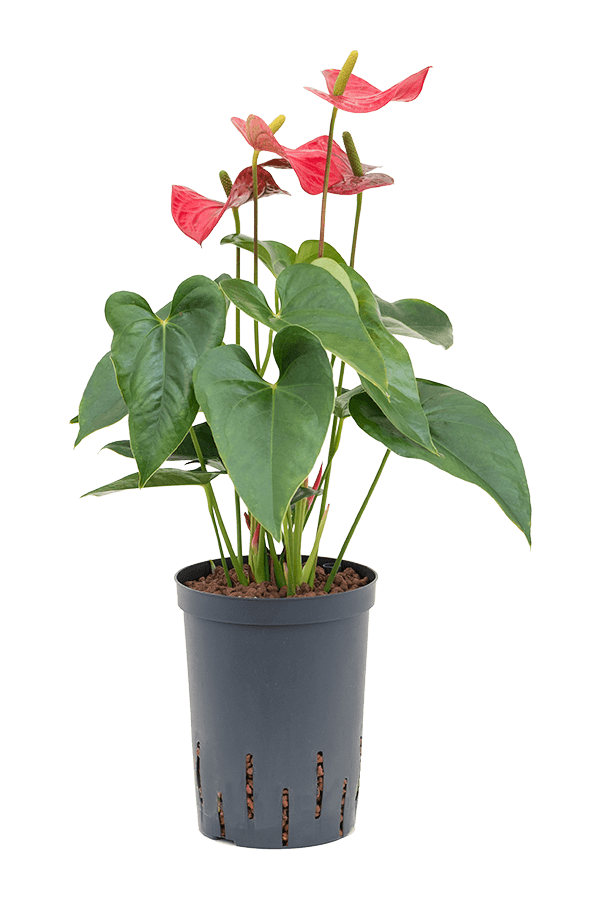 Hydroplant Anthurium Dark Red