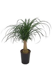 Hydroplant Beaucarnea recurvata