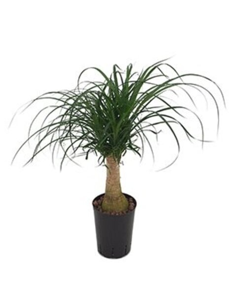 Hydroplant Beaucarnea