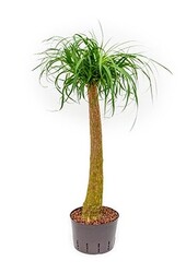 Hydroplant Beaucarnea recurvata