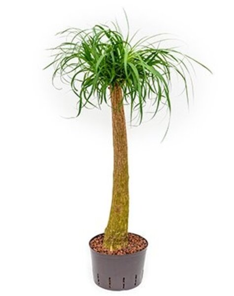 Hydroplant Beaucarnea