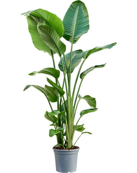 Strelitzia