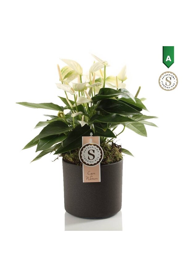 Anturium White Champion w doniczce Bari Szary