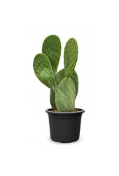 Opuntia Indica