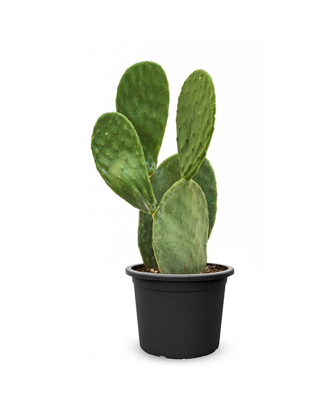 Opuntia