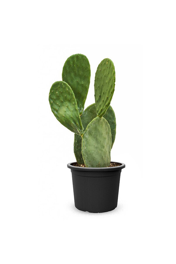 Opuntia Indica