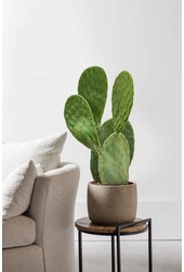 Opuntia Indica