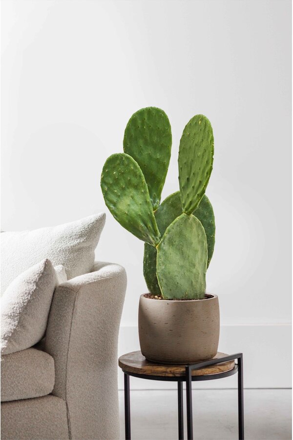 Opuntia Indica