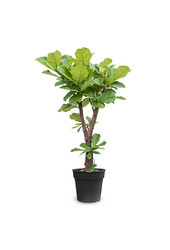 Ficus Lyrata Rozgałęziony XL