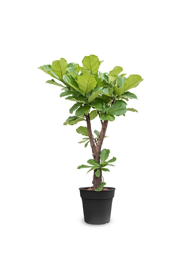 Ficus Lyrata Rozgałęziony XL