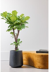 Ficus Lyrata Rozgałęziony XL