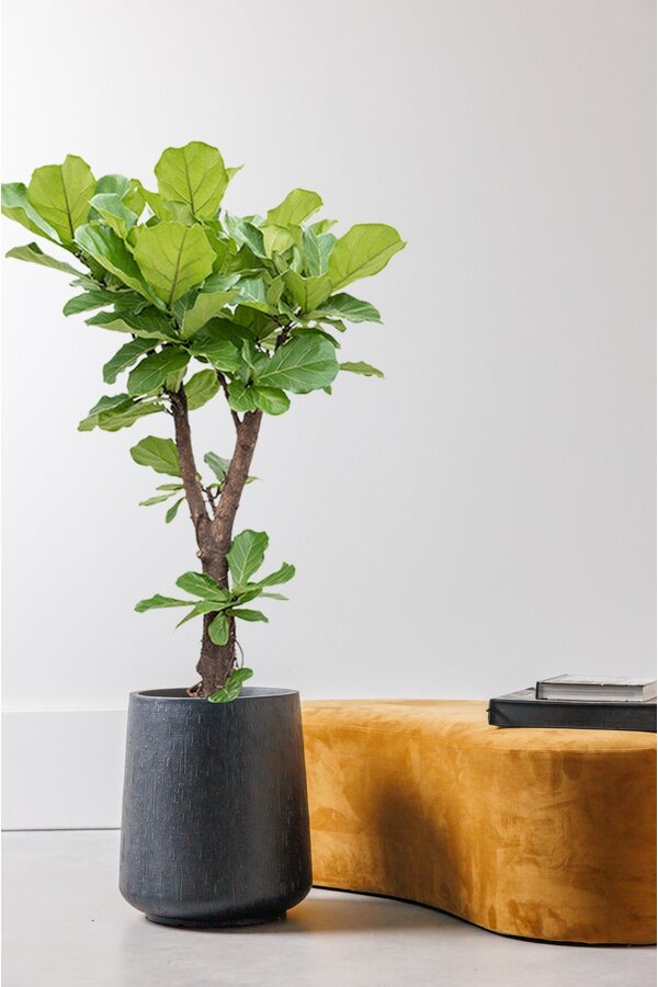 Ficus Lyrata Rozgałęziony XL