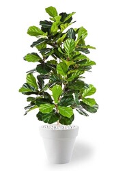 sztuczna roślina Ficus lyrata w Pure Rond S
