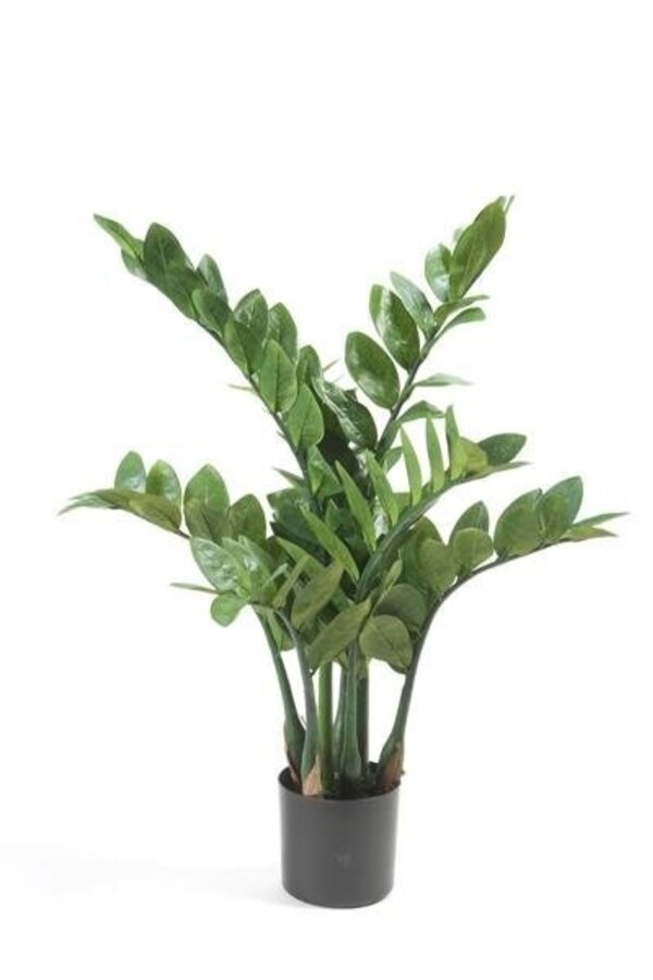 Sztuczna roślina Zamioculcas w Pure Rond S