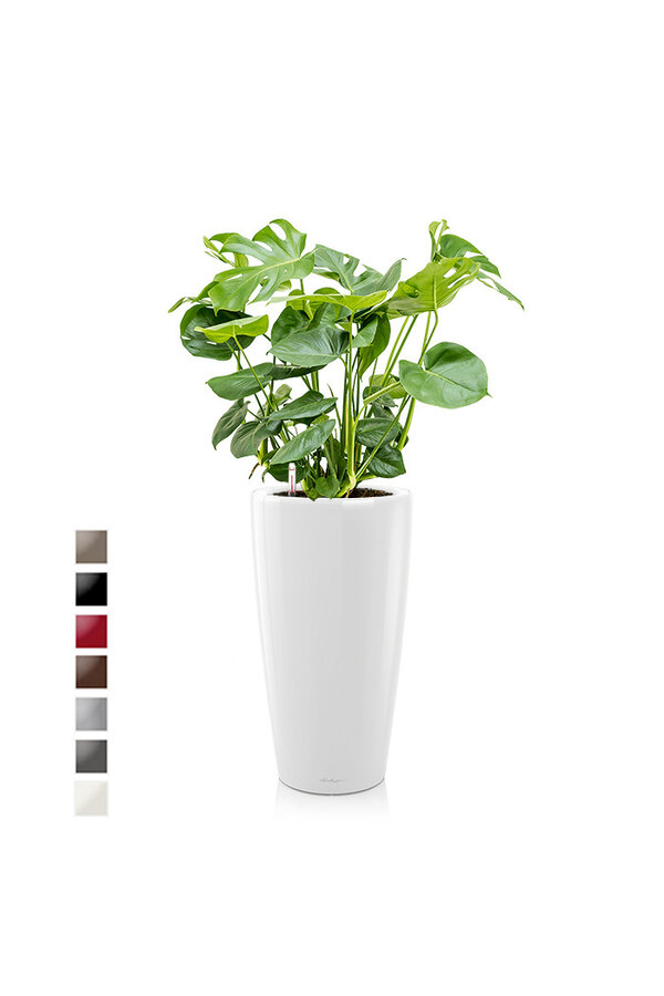 Monstera w samonawadniającej doniczce Rondo