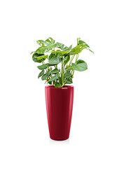 Monstera w samonawadniającej doniczce Rondo