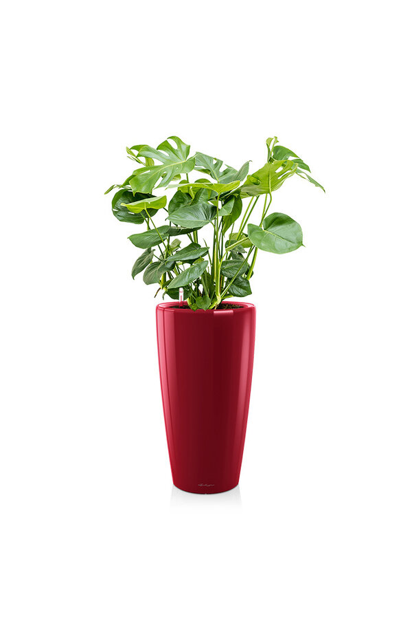 Monstera w samonawadniającej doniczce Rondo