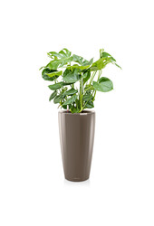 Monstera w samonawadniającej doniczce Rondo