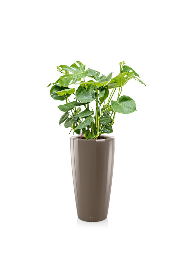 Monstera w samonawadniającej doniczce Rondo