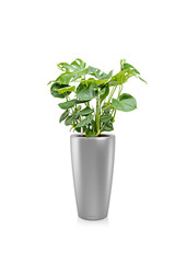 Monstera w samonawadniającej doniczce Rondo