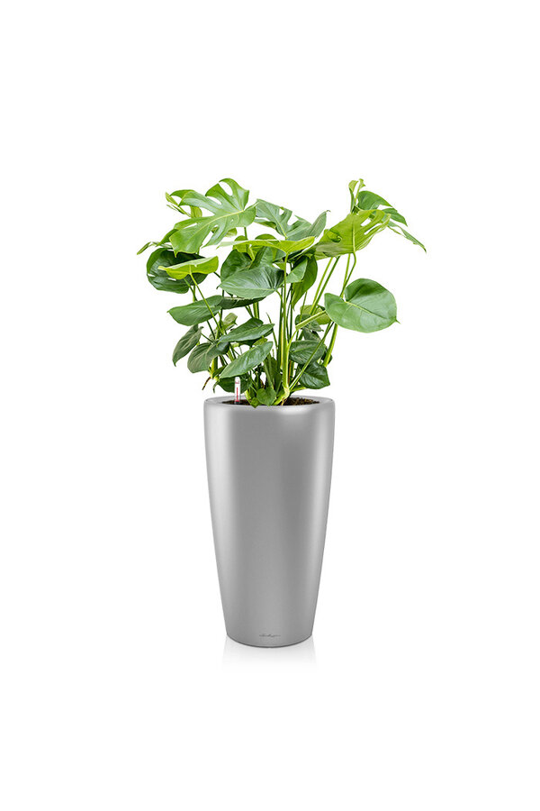Monstera w samonawadniającej doniczce Rondo