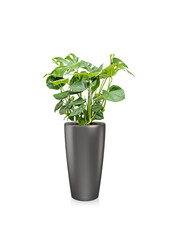 Monstera w samonawadniającej doniczce Rondo