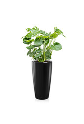 Monstera w samonawadniającej doniczce Rondo