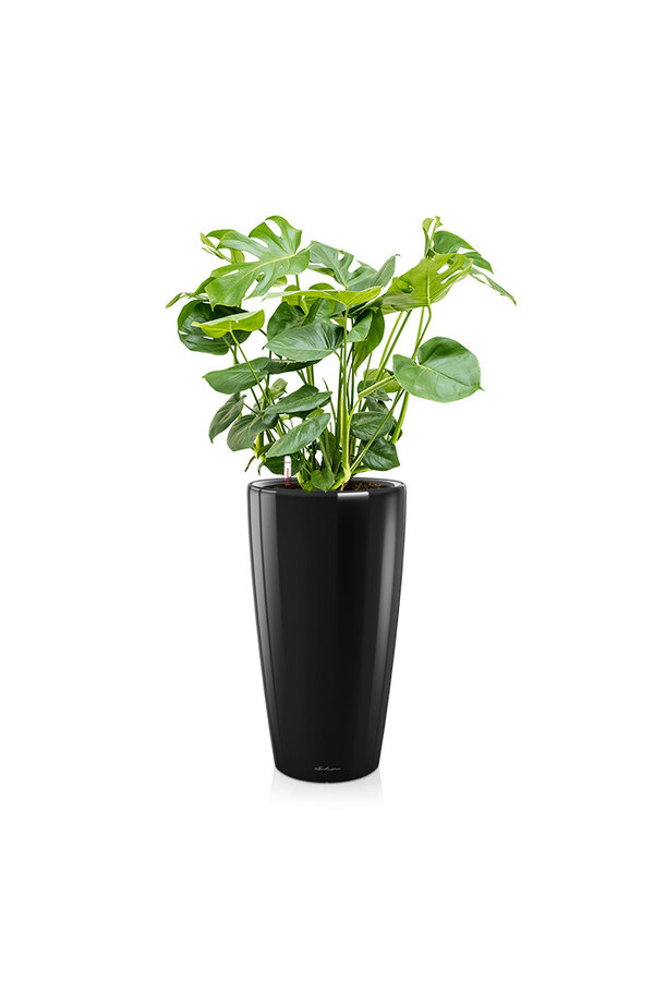 Monstera w samonawadniającej doniczce Rondo