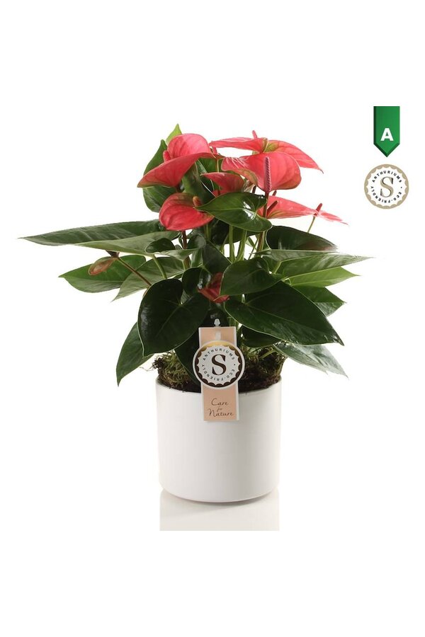 Anturium Pink Champion w Bari Biały