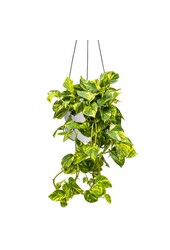 Scindapsus w wiszącej doniczce Greenville