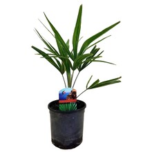 Trachycarpus