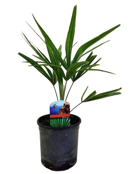 Trachycarpus