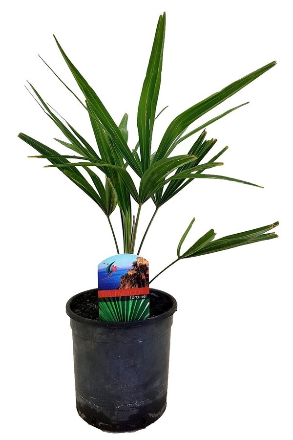 Trachycarpus palma wachlarzowa XS